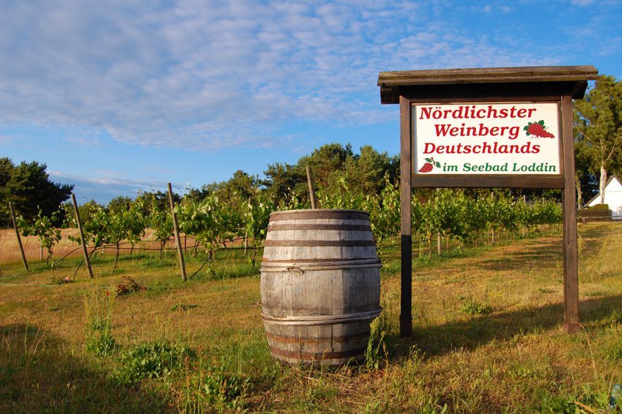 Nördlichster Weinberg Deutschlands in Loddin auf Usedom - Fischrestaurant Waterblick
